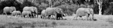 Elephant TrainBW Elephant TrainBW